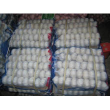 2015 New Crop Chinese White Peeled Garlic